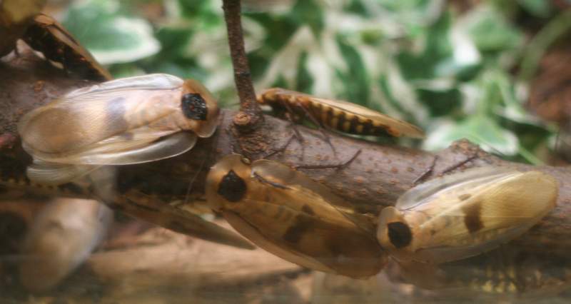 Giant Cockroach (Blaberus giganteus) - Wiki; DISPLAY FULL IMAGE.