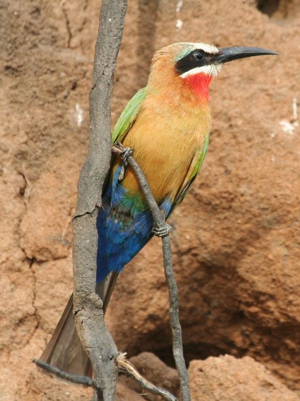 Bee-eater (Family: Meropidae) - Wiki; Image ONLY