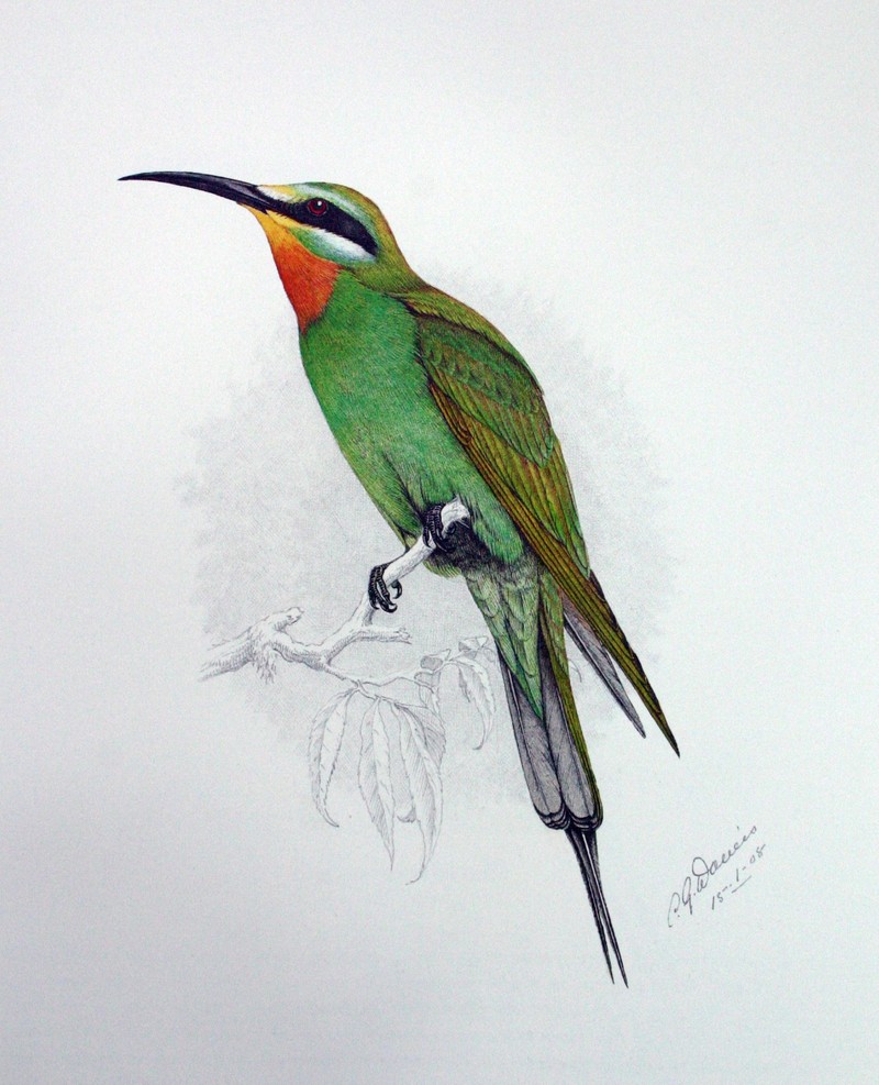 Blue-cheeked Bee-eater (Merops persicus) - Wiki; DISPLAY FULL IMAGE.