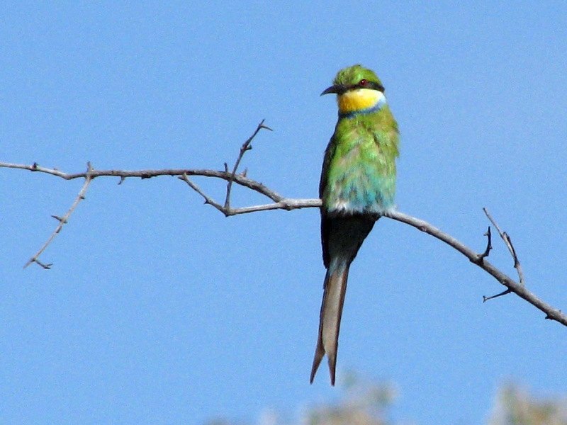 Swallow-tailed Bee-eater (Merops hirundineus) - Wiki; DISPLAY FULL IMAGE.