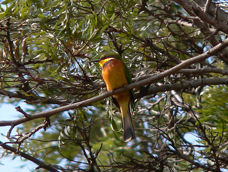 Cinnamon-chested Bee-eater (Merops oreobates) - Wiki; DISPLAY FULL IMAGE.