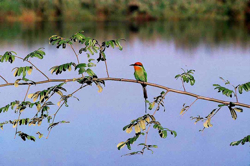 Boehm's Bee-eater (Merops boehmi) - Wiki; DISPLAY FULL IMAGE.