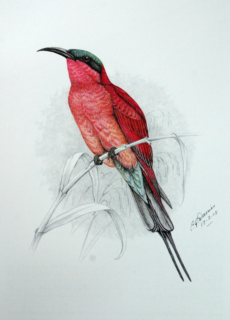 Southern Carmine Bee-eater (Merops nubicoides) - Wiki; DISPLAY FULL IMAGE.
