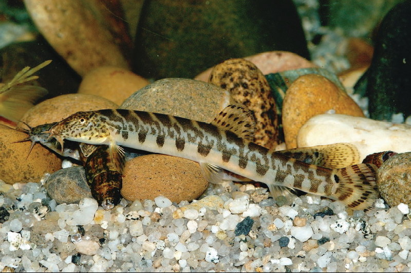 [自然이 전하는‘生’통신] 참종개 (Iksookimia koreensis) [한전기공 2006-08-10]; DISPLAY FULL IMAGE.