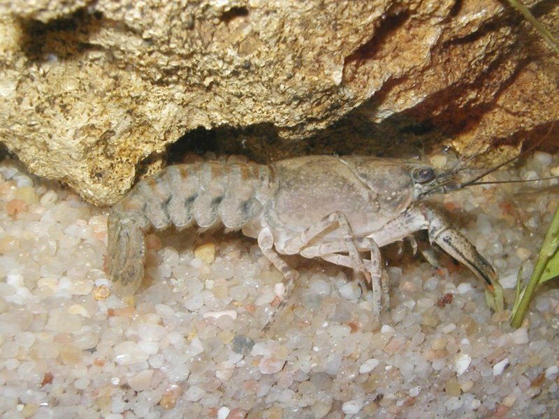 White-clawed Crayfish (Austropotamobius pallipes) - Wiki; DISPLAY FULL IMAGE.