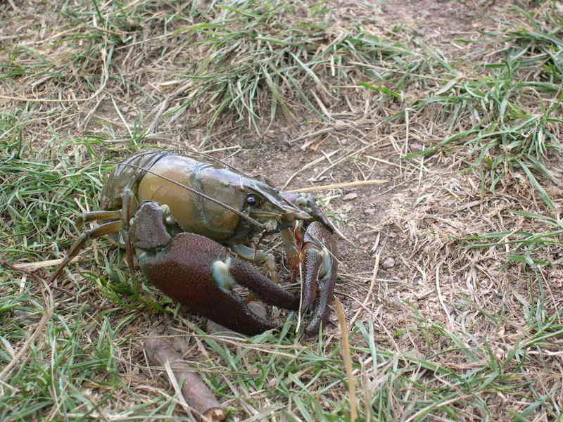 Signal Crayfish (Pacifastacus leniusculus) - Wiki; DISPLAY FULL IMAGE.