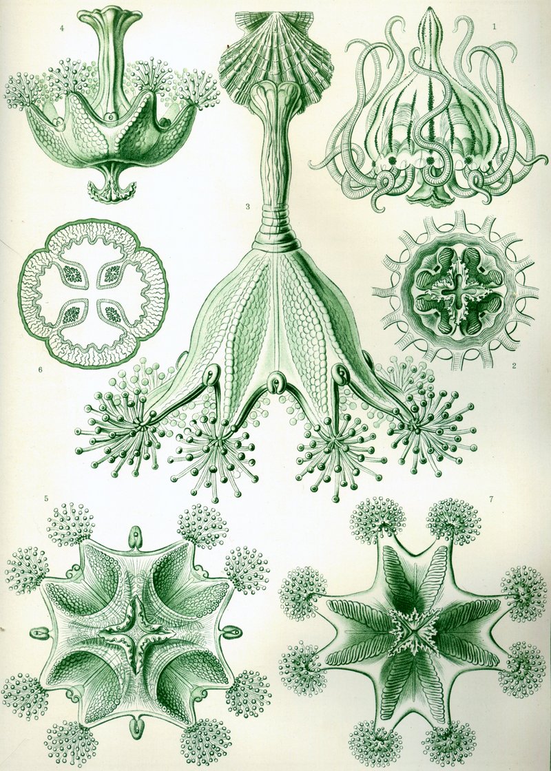Stalked Jellyfish (Order: Stauromedusae) - Wiki; DISPLAY FULL IMAGE.