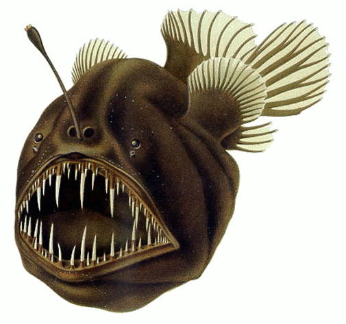 Anglerfish (Order: Lophiiformes) - Wiki; Image ONLY