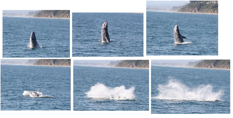 Gray Whale (Eschrichtius robustus) - Wiki; DISPLAY FULL IMAGE.