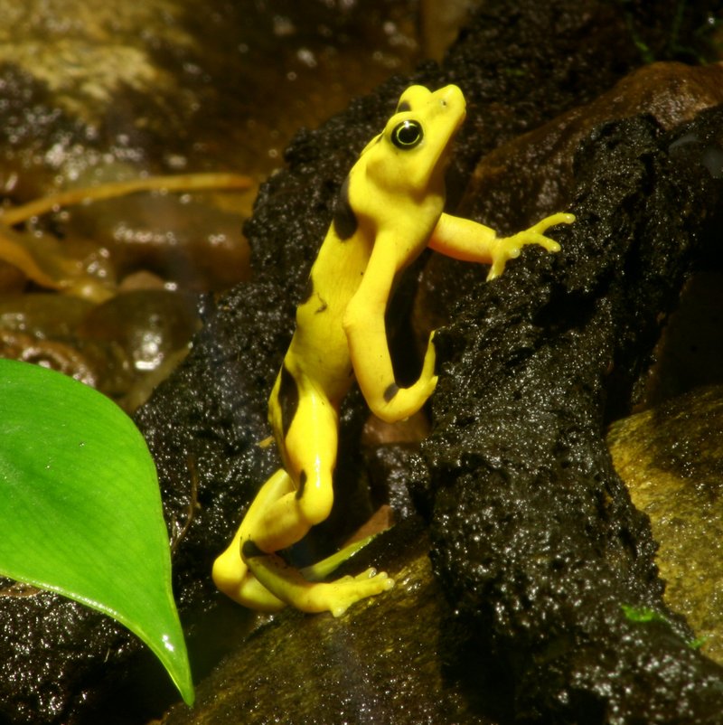 Panamanian Golden Toad (Atelopus zeteki) - Wiki; DISPLAY FULL IMAGE.