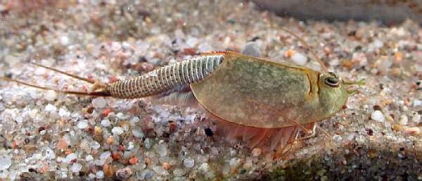 Tadpole Shrimp (Family: Triopsidae) - Wiki; Image ONLY