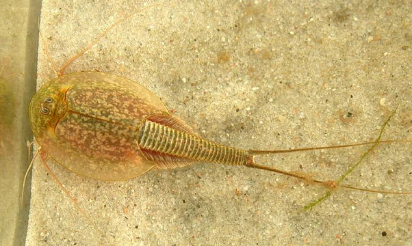 Longtail Tadpole Shrimp (Triops longicaudatus) - Wiki; Image ONLY