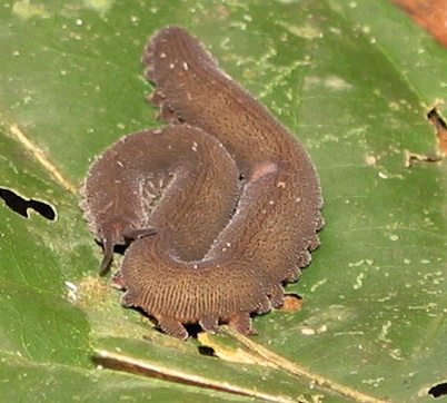 Velvet Worm (Phylum: Onychophora) - Wiki; Image ONLY
