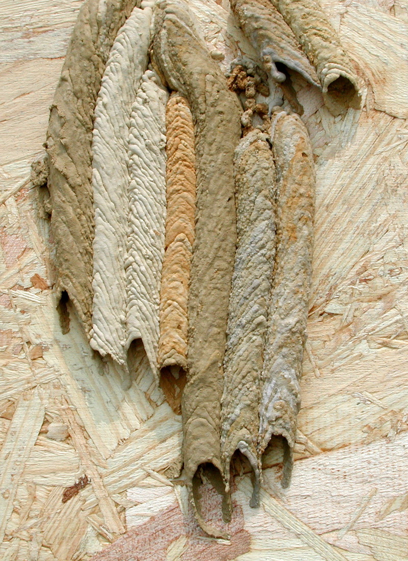 Organ Pipe Mud Dauber (Trypoxylon politum) nest; DISPLAY FULL IMAGE.