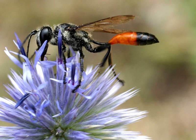 Thread-waisted Wasp (Family: Sphecidae) - Wiki; DISPLAY FULL IMAGE.
