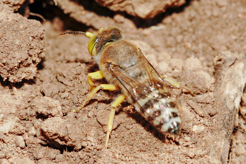Sand Wasp (Genus: Bembix); DISPLAY FULL IMAGE.