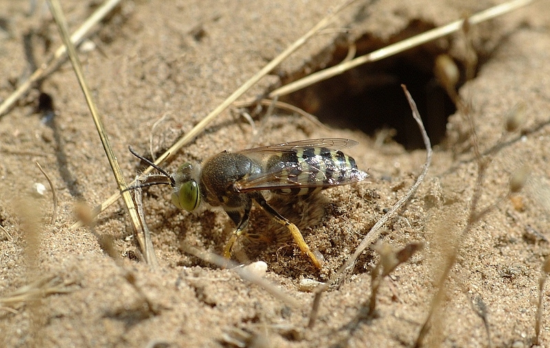 Sand Wasp (Bembix rostrata) - Wiki; DISPLAY FULL IMAGE.