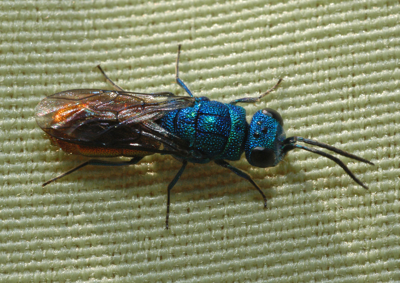 Cuckoo Wasp (Family: Chrysididae) - Wiki; DISPLAY FULL IMAGE.