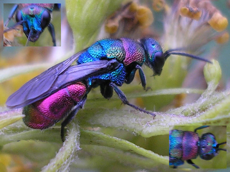 Cuckoo Wasp (Hedychrum rutilans) collage; DISPLAY FULL IMAGE.