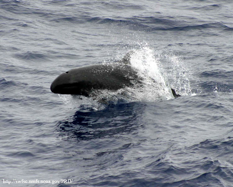 False Killer Whale (Pseudorca crassidens) - Wiki; DISPLAY FULL IMAGE.