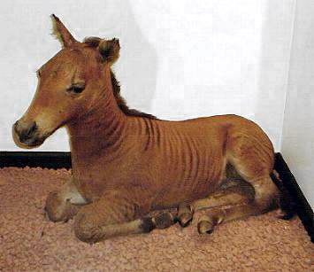Zorse (Equus zabra + Equus caballus) - Wiki; Image ONLY