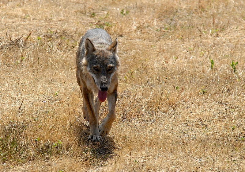 Italian Wolf (Canis lupus italicus) - Wiki; DISPLAY FULL IMAGE.