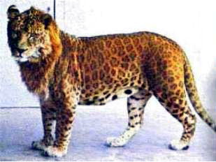 Leopon (Leopard-Lioness Hybrid) - Wiki; Image ONLY