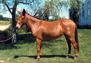 hayvan banço İstifa etmek a hybrid of a donkey and a horse Durum