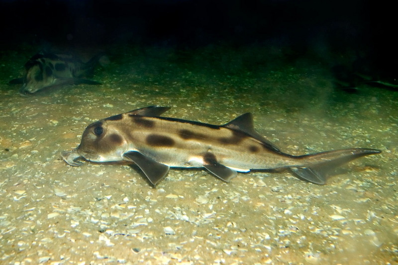 Australian Ghost Shark (Callorhinchus milii) - Wiki; DISPLAY FULL IMAGE.