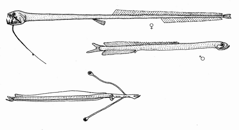 Black Dragonfish (Idiacanthus atlanticus) - Wiki; DISPLAY FULL IMAGE.