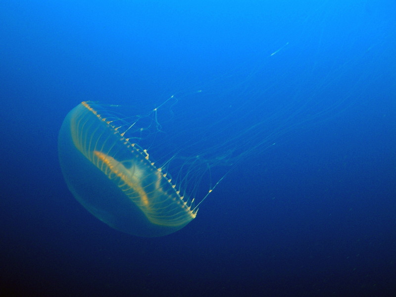 Crystal Jellyfish (Aequorea victoria) - Wiki; DISPLAY FULL IMAGE.