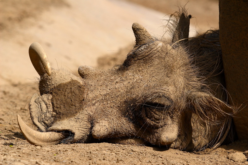 Warthog (Phacochoerus africanus) - Wiki; DISPLAY FULL IMAGE.