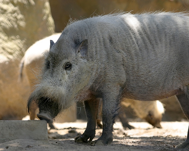 Bearded Pig (Sus barbatus); DISPLAY FULL IMAGE.