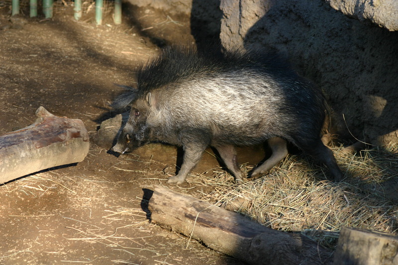 Visayan Warty Pig (Sus cebifrons) - Wiki; DISPLAY FULL IMAGE.