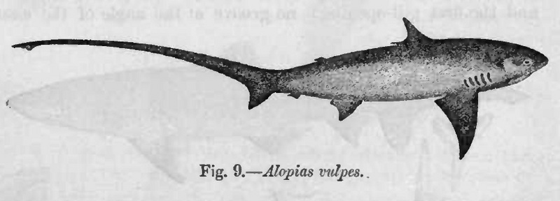 Long-tailed Thresher Shark (Alopias vulpinus) 1889; DISPLAY FULL IMAGE.