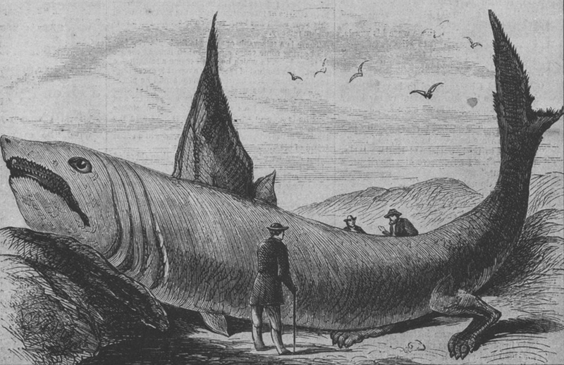 Basking Shark (Cetorhinus maximus) illustration; DISPLAY FULL IMAGE.
