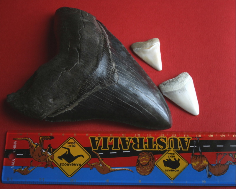 Megatooth Shark (Carcharodon megalodon) tooth; DISPLAY FULL IMAGE.