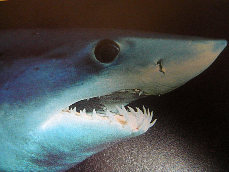 Shortfin Mako Shark (Isurus oxyrinchus) head; DISPLAY FULL IMAGE.