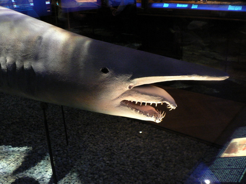 Goblin Shark (Mitsukurina owstoni) model specimen; DISPLAY FULL IMAGE.