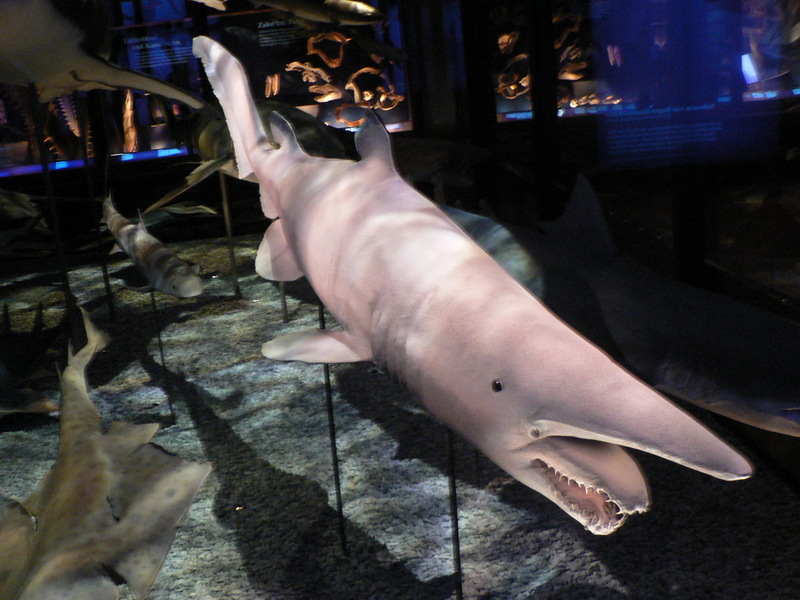 Goblin Shark (Mitsukurina owstoni) model specimen; DISPLAY FULL IMAGE.