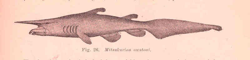 Goblin Shark (Mitsukurina owstoni) illustration; DISPLAY FULL IMAGE.