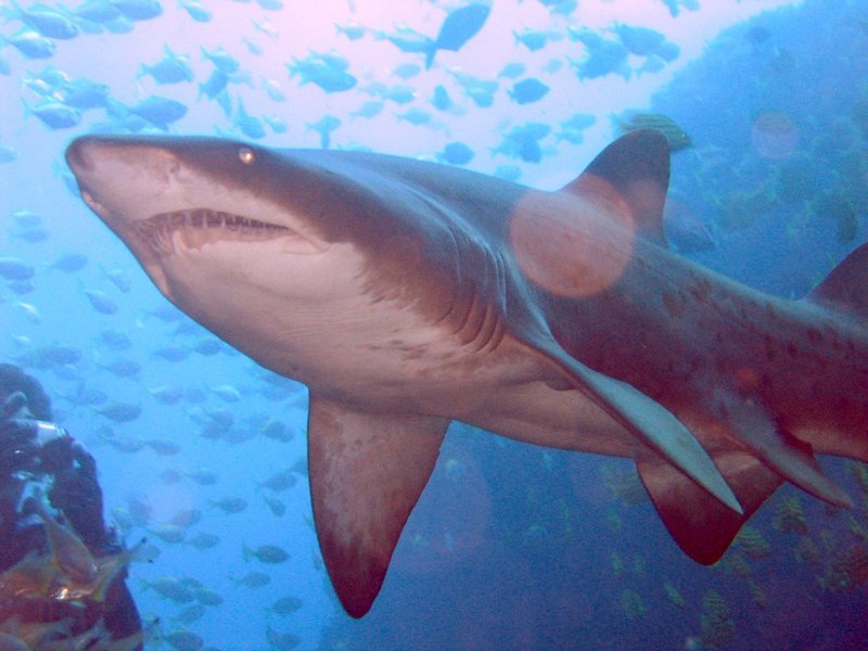 Grey Nurse Shark (Carcharias taurus) - Wiki; DISPLAY FULL IMAGE.