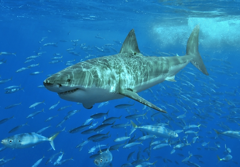 Mackerel Sharks (Order: Lamniformes) - Wiki; DISPLAY FULL IMAGE.