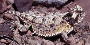 Texas Horned Lizard (Phrynosoma cornutum) - Wiki; Image ONLY