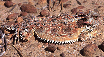 Coast Horned Lizard (Phrynosoma coronatum) - Wiki; Image ONLY