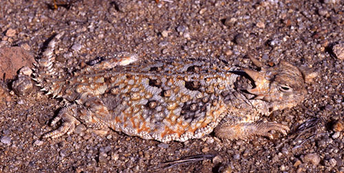 Desert Horned Lizard (Phrynosoma platyrhinos) - Wiki; Image ONLY