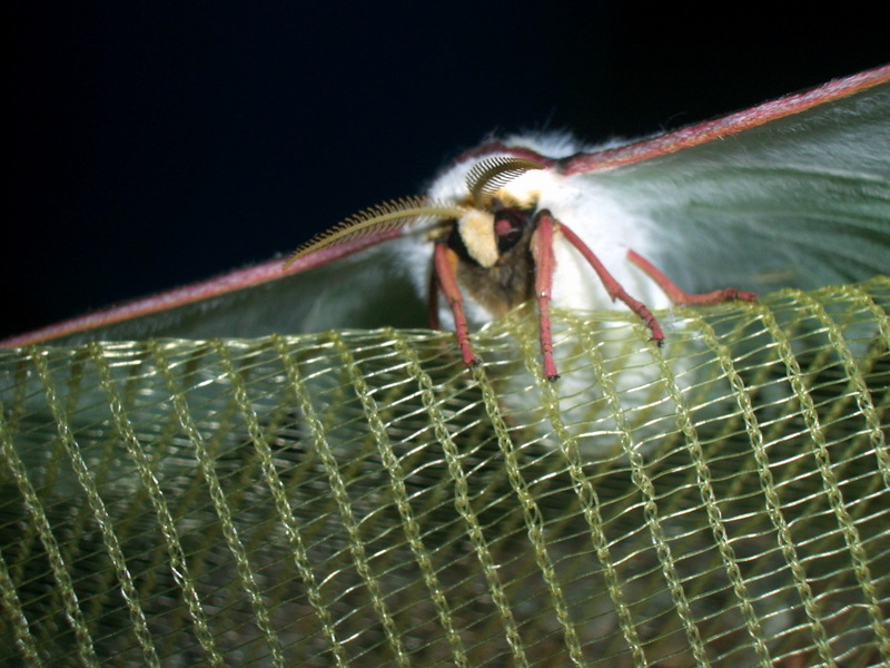 긴꼬리산누에나방; DISPLAY FULL IMAGE.