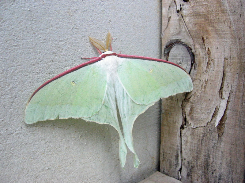 오늘 집근처에서찍었는데??? -- 긴꼬리산누에나방; DISPLAY FULL IMAGE.