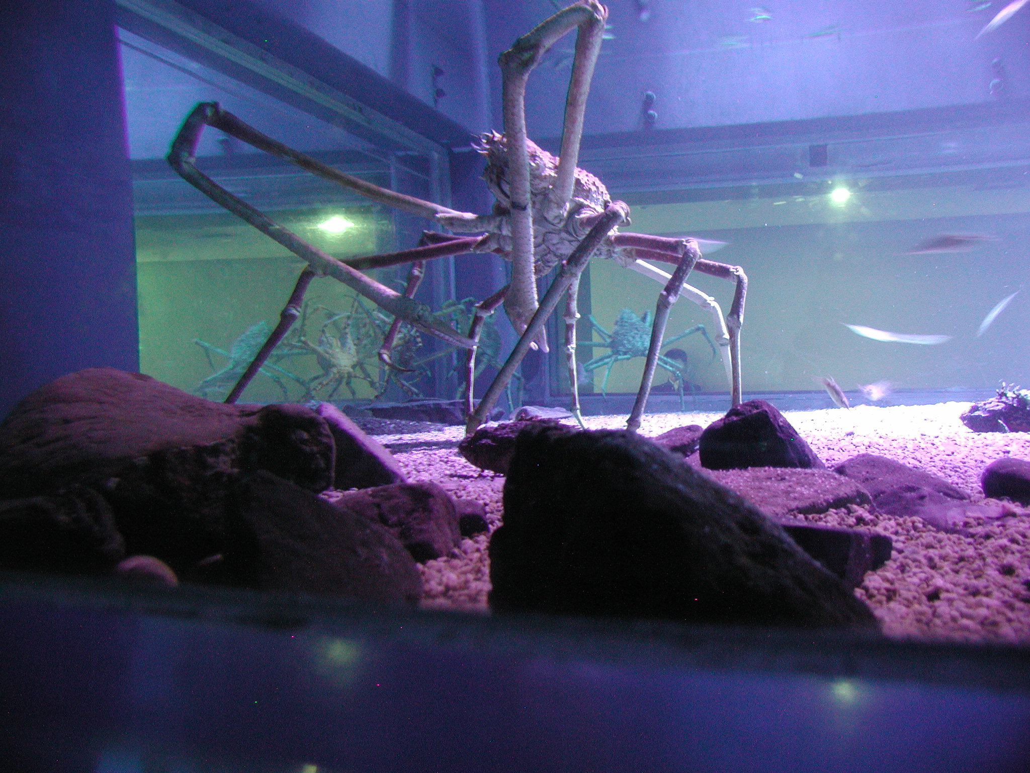 Japanese spider crab (Macrocheira kaempferi) - Wiki; Image ONLY
