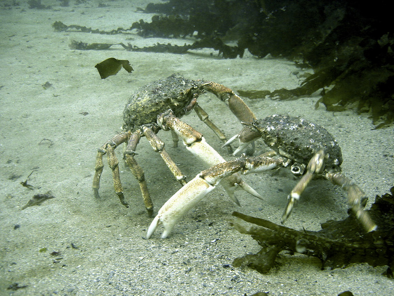 Great Spider Crab (Hyas araneus) - Wiki; DISPLAY FULL IMAGE.